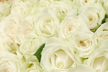 白いバラ100本花束