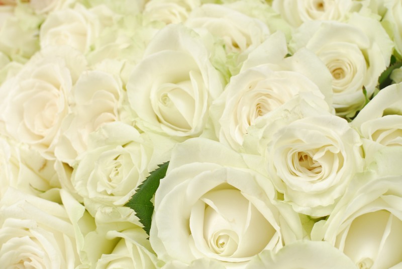 白いバラ100本花束 Hundred Rose バラ100本の花束