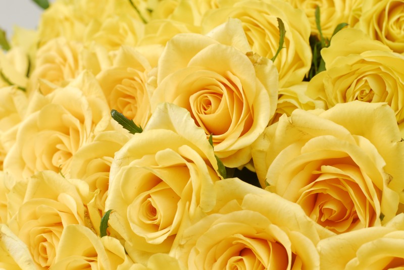黄色いバラ100本花束 Hundred Rose バラ100本の花束